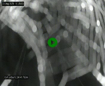 Webcam dans les Pyrénées Atlantique au niveau du col d'Urdos et du fort du Pourtalet sur la N134, en direction du Col et du tunnel du Somport, à 765 mètres d'altitude