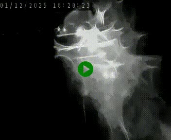 Caméra autoroute A75 à hauteur de Le Crest, en direction de Montpellier