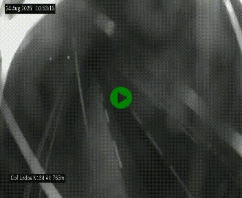 Webcam dans les Pyrénées Atlantique au niveau du col d'Urdos et du fort du Pourtalet sur la N134, en direction du Col et du tunnel du Somport, à 765 mètres d'altitude