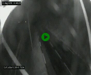Webcam dans les Pyrénées Atlantique au niveau du col d'Urdos et du fort du Pourtalet sur la N134, en direction du Col et du tunnel du Somport, à 765 mètres d'altitude