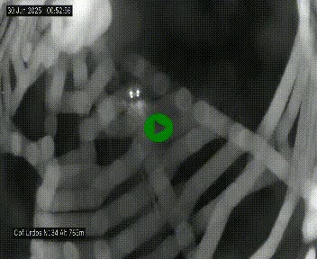 Webcam dans les Pyrénées Atlantique au niveau du col d'Urdos et du fort du Pourtalet sur la N134, en direction du Col et du tunnel du Somport, à 765 mètres d'altitude