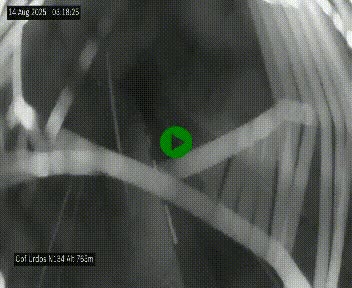 Webcam dans les Pyrénées Atlantique au niveau du col d'Urdos et du fort du Pourtalet sur la N134, en direction du Col et du tunnel du Somport, à 765 mètres d'altitude