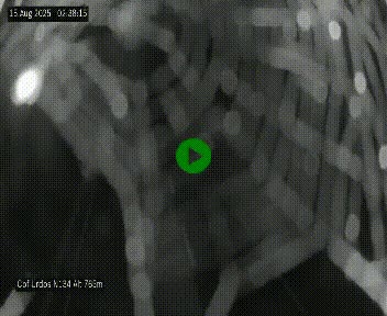 Webcam dans les Pyrénées Atlantique au niveau du col d'Urdos et du fort du Pourtalet sur la N134, en direction du Col et du tunnel du Somport, à 765 mètres d'altitude