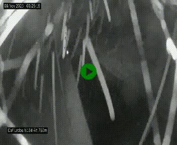 Webcam dans les Pyrénées Atlantique au niveau du col d'Urdos et du fort du Pourtalet sur la N134, en direction du Col et du tunnel du Somport, à 765 mètres d'altitude