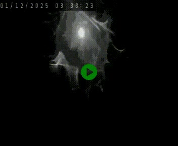 Caméra autoroute A75 à hauteur de Le Crest, en direction de Montpellier