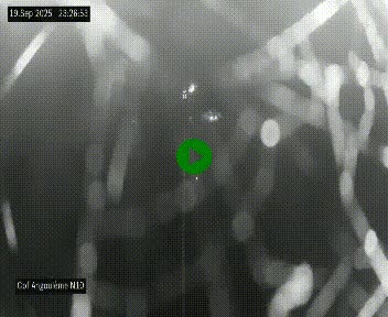Webcam routière à la fin de la N10, en périphérique ouest d'Angouleme, proche de la jonction avec l'A10