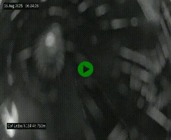 Webcam dans les Pyrénées Atlantique au niveau du col d'Urdos et du fort du Pourtalet sur la N134, en direction du Col et du tunnel du Somport, à 765 mètres d'altitude